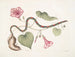 Convolvulus c. La pomme de terre virginienne Anguis c. Le serpent à perles - Mark Catesby — vy av konstverket
