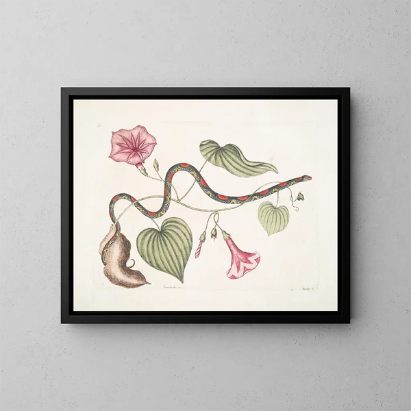 Convolvulus c. La pomme de terre virginienne Anguis c. Le serpent à perles - Mark Catesby — inramlat konstverk på väggen