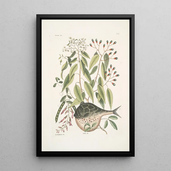 Mark Catesby - Cornus c An Phaseolus c Orbis lvis variegatus The GlobeFish.webp