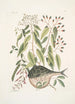 Cornus c An Phaseolus c Orbis lvis variegatus Den globfisken - Mark Catesby — vy av konstverket
