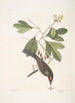 Cornus mas Odorata Sassafras Muscicapa Corona rubra Le tyran - Mark Catesby — vy av konstverket