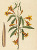 Bignonia capreolata - Mark Catesby — vy av konstverket