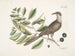 Coucou de Caroline - Mark Catesby — vy av konstverket