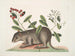 Cuniculus bahamensis, den bahamaskara coney - Mark Catesby — vy av konstverket