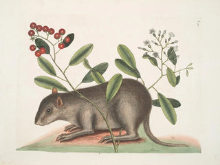 Cuniculus bahamensis, den bahamaskara coney - Mark Catesby — vy av konstverket