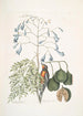 Fringilla Bahamiensis Le pinson des Bahamas Bignonia flore coeruleo Le gaïac à larges feuilles à fleurs bleues - Mark Catesby — vy av konstverket