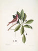 Fringilla purpurea Le Roselin pourpré Tupelo Arbor c L'arbre Tupelo - Mark Catesby — vy av konstverket