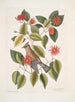 Buisson de feuilles de corne c Garullus carolinensis Le Bavard - Mark Catesby — vy av konstverket