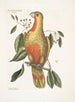 Le buisson de laurier aux feuilles pendantes et aux fruits tricotés aux graines noires brillantes Psitticus Paradisis des Bois Rouges Le Perroquet du Paradis - Mark Catesby — vy av konstverket