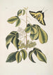 Frutex Viginianus Papilio caudatus maximus - Mark Catesby — vy av konstverket