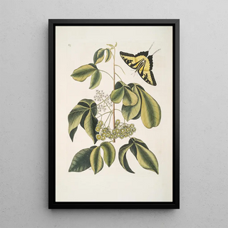 Mark Catesby - Frutex Viginianus Papilio caudatus maximus.webp