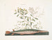 Le poisson-épée vert - Mark Catesby — vy av konstverket