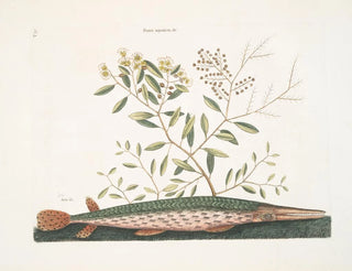 Le poisson-épée vert - Mark Catesby — vy av konstverket