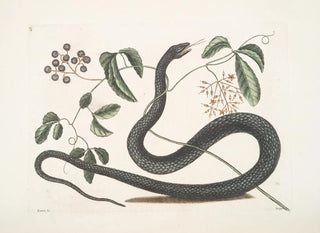 Mark Catesby - Frutex c Anguis c The BlackSnake.webp