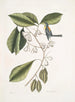 Frutex, parus fringillaris, le fringillon - Mark Catesby — vy av konstverket
