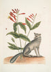 Gentiana L'œillet indien Vulpis Le renard gris - Mark Catesby — vy av konstverket
