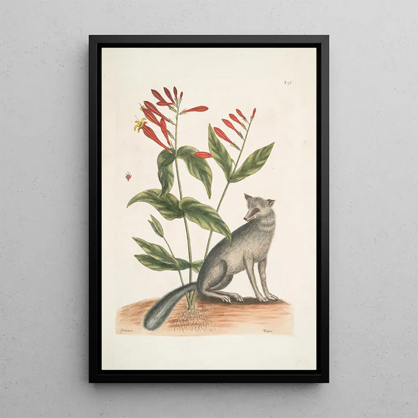 Mark Catesby - Gentiana The Indian Pink Vulpis The Grey Fox.webp