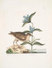 Gllinula Americana Le Soree Gentiana c - Mark Catesby — vy av konstverket