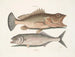 Gugupuguacu le hindou Saliatrix Skipjack - Mark Catesby — vy av konstverket