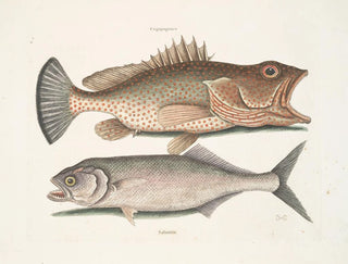 Gugupuguacu le hindou Saliatrix Skipjack - Mark Catesby — vy av konstverket