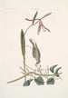 Helleborine Lily konsttryck folio L'hellébore à feuilles de lys Parus Uropygeo luteo La mésange à croupion jaune Apocynum Scandens L'asclépiade - Mark Catesby — vy av konstverket