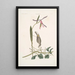 Helleborine Lily konsttryck folio L'hellébore à feuilles de lys Parus Uropygeo luteo La mésange à croupion jaune Apocynum Scandens L'asclépiade - Mark Catesby — inramlat konstverk på väggen