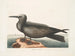 Hirondelle de mer, le Noddy - Mark Catesby — vy av konstverket