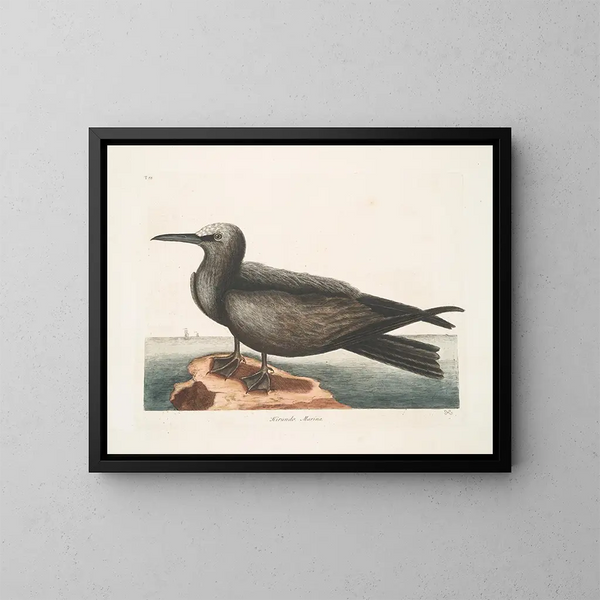Hirondelle de mer, le Noddy - Mark Catesby — inramlat konstverk på väggen