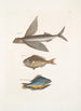 Hirundo Den flygande fisken Perca c Den styrande fisken Perca fluviatilis c Sötvattensgäddan - Mark Catesby — vy av konstverket