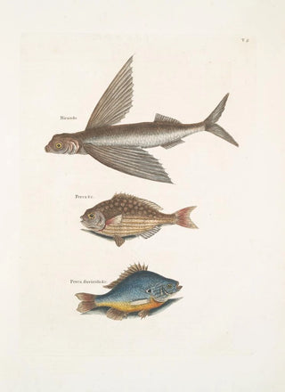 Mark Catesby - Hirundo The Flying FIsh Perca c The Rudder Fish Perca fluviatilis c The FreshWater Pearch.webp