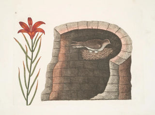 Hirondelle à queue épineuse, l'hirondelle américaine, lis à fleurs rouges singulier - Mark Catesby — vy av konstverket