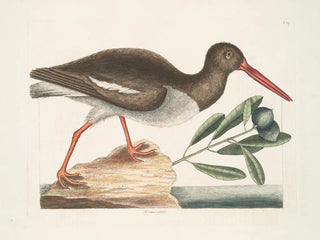 Hématopode, ostronfiskaren - Mark Catesby — vy av konstverket