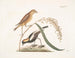Le Moineau du riz - Mark Catesby — vy av konstverket