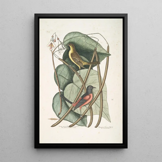 Mark Catesby - Icterus minor The basterd Baltimore Bird Bignonia Urusu foliis c The Catalpah Tree.webp