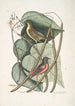 Icterus minor L'oiseau bâtard de Baltimore Bignonia Urusu foliis c Catalpa-träd - Mark Catesby — vy av konstverket