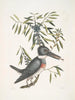 Ispida c Le Martin-pêcheur Myrtus c Le myrte à feuilles étroites - Mark Catesby — vy av konstverket