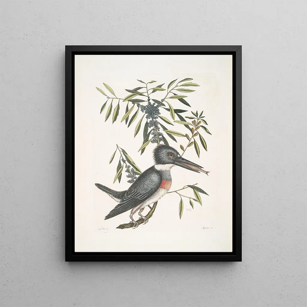 Mark Catesby - Ispida c The KingFisher Myrtus c The narrowleaved Candleberry Myrtle.webp