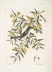 Jasminum luteum Den gula jasminen Muscicapa nigrescens Den svarta huvudhöken - Mark Catesby — vy av konstverket
