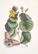 Ketmia L'arbre Mano Phalna fusca c - Mark Catesby — vy av konstverket