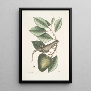 Mark Catesby - Lacertus Indicus The Guana Anona.webp