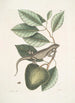 Lacertus Indicus L'iguane Anona - Mark Catesby — vy av konstverket