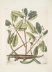 Lacertus L'alligator - Mark Catesby — vy av konstverket