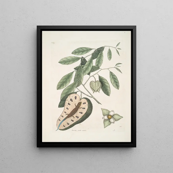 Mark Catesby - Lacertus cauda crulea The BlueTail Lizard Anona c.webp