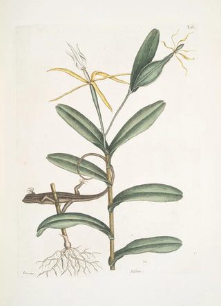 Mark Catesby - Lacertus griseus The LionLizard Viscum.webp