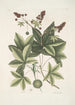 Lacertus viridis Carolinensis Le lézard vert de Caroline Stirax Aceris folio Le copalme - Mark Catesby — vy av konstverket