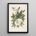 Lacertus viridis Carolinensis Le lézard vert de Caroline Stirax Aceris folio Le copalme - Mark Catesby — inramlat konstverk på väggen