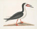 Larus major, den stora labben - Mark Catesby — vy av konstverket