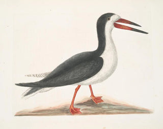 Larus major, den stora labben - Mark Catesby — vy av konstverket