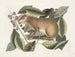 Le lièvre de Java - Mark Catesby — vy av konstverket