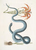 Lilium c Le Lys Rouge Anguis c Le Serpent Wampum - Mark Catesby — vy av konstverket